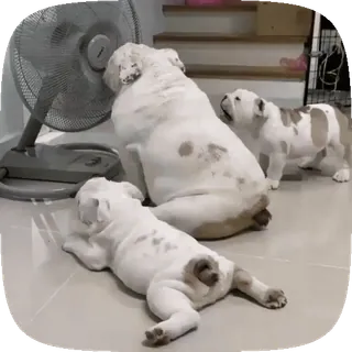 🐶 cani, bulldog, raffreddamento, ventilatore, animali domestici telegram sticker