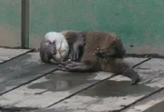 ☹️ lontra, animal, mamífero, fofo, vida selvagem, lontra marinha telegram sticker