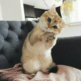 🐈 Katze, Kätzchen, süß, niedlich, Haustier, Tier, lustig, golden, stehend telegram sticker
