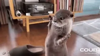 💃 otter, tier, süß, lustig, brille telegram sticker