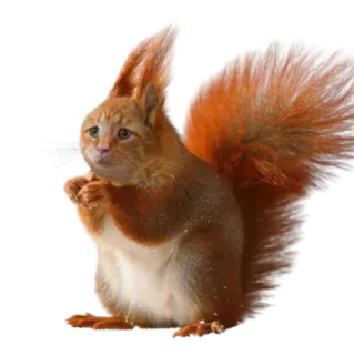 🥺 cat, squirrel, animal, hybrid, funny, cute, orange, meme telegram sticker