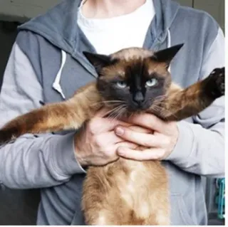 😤 кот, сиамский кот, животное, питомец, милый telegram sticker