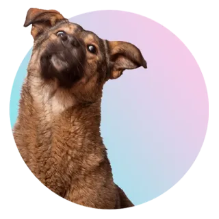 😳 chien, chiot, animal, animal de compagnie, mignon, drôle, domestique, mammifère telegram sticker