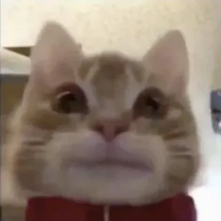 🌟 gato, animal, animal de estimação, gravata borboleta, fofo telegram sticker