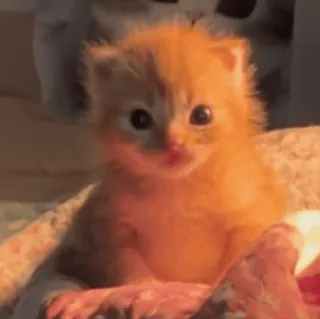 😊 kitten, cute, cat, pet, animal whatsapp sticker
