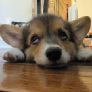 🙄 cane, corgi, animale, animale domestico, cucciolo, animale domestico telegram sticker