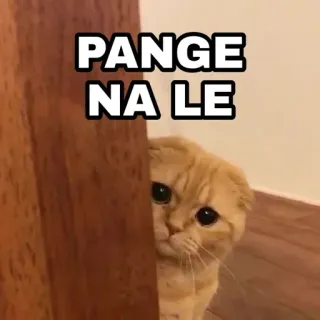 🍁 PANGE
NA LE Katze, gucken, süß, Kätzchen, Tagalog telegram sticker