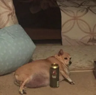 🍺 dog, chihuahua, pet, animal, domestic, beer telegram sticker