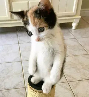 😶 gatinho, tricolor, gato, fofo, animal, animal de estimação telegram sticker