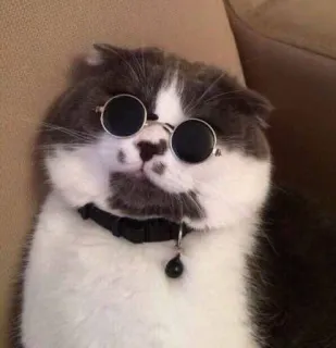 😎 кот, солнцезащитные очки, питомец, животное, ошейник, милый, крутой telegram sticker