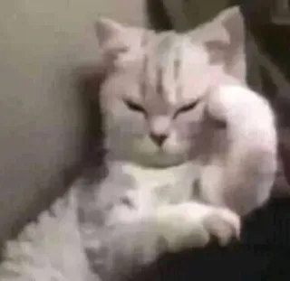😞 kucing, hewan, berpikir, meme, lucu, hewan peliharaan telegram sticker