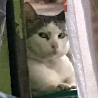 😑 chat, animal, chat domestique, mammifère, animal de compagnie telegram sticker