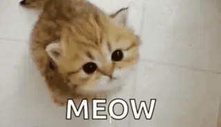 💞 MEOW 猫, 小猫, 喵, 动物, 可爱 telegram sticker