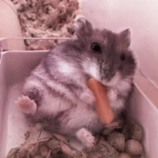 🤏 hamster, rodent, animal, pet, cute, carrot, eating telegram sticker