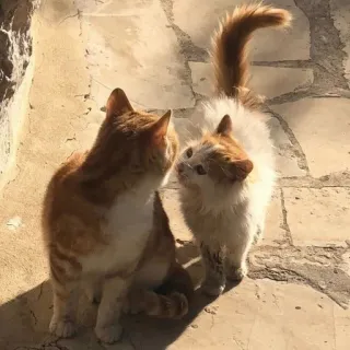💋 猫, 子猫, ペット, 動物, かわいい, オレンジ猫, 白猫 whatsapp sticker