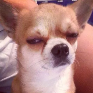 🐶 cachorro, chihuahua, animal, animal de estimação, fofo, engraçado, meme telegram sticker