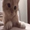🐱