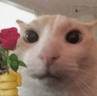 🌹 cat, rose, flower, cute, animal, pet, greeting, love telegram sticker