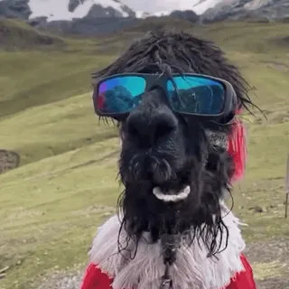 😎 Lama, Alpaka, Sonnenbrille, Tier, Berg, niedlich, lustig telegram sticker