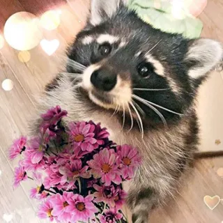 🌺 mapache, flores, lindo, animal, mamífero, ramo telegram sticker