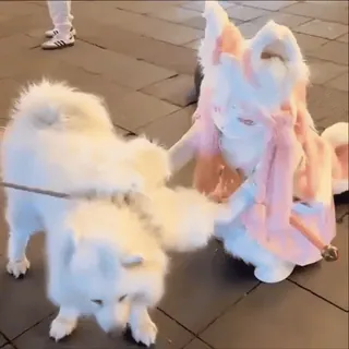 🥰 собака, косплей, костюм, животное, милый, пушистый, питомец whatsapp sticker