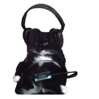 🎧 chat, casque, musique, animal, chat noir, lecteur MP3 telegram sticker