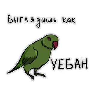 😎 Выглядишь как
УЕБАН Papagei, Beleidigung, Russisch, beleidigend, Vogel whatsapp sticker