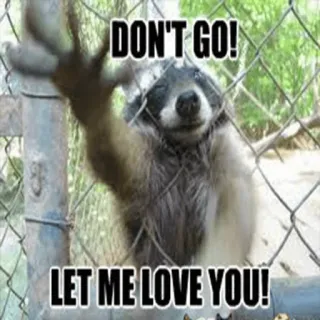 😢 DON'T GO!
LET ME LOVE YOU! rakun, binatang, nempel, imut, meme, lucu telegram sticker