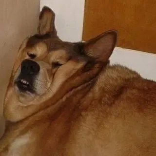 🐶 cão, dormindo, animal, animal de estimação, animal doméstico, relaxado telegram sticker