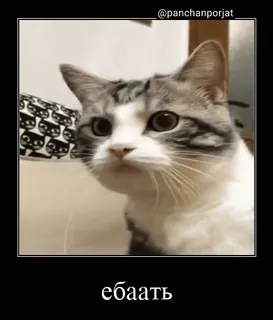 🤯 ебаать cat, russian, slang, offensive, meme, animal telegram sticker