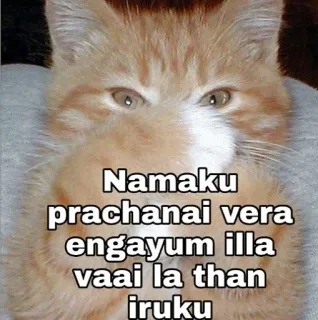 🤭 Namaku prachanai vera engayum illa vaai la than iruku gato, engraçado, meme, animal de estimação telegram sticker