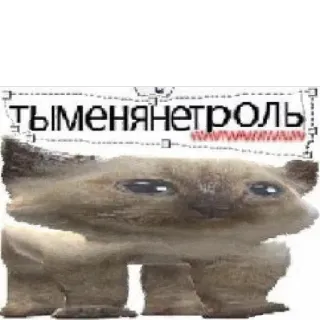 🤬 ТЫМЕНЯНЕТРОЛЬ gatto, meme, divertente, testo, animale telegram sticker