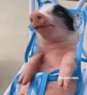 🐷 DISCOVER ANIMAL leitão, animal, fofo, porquinho bebê, animal de estimação whatsapp sticker