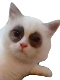 😸 kot, zwierzę, zwierzak, słodki, smutny, śmieszny, mem telegram sticker