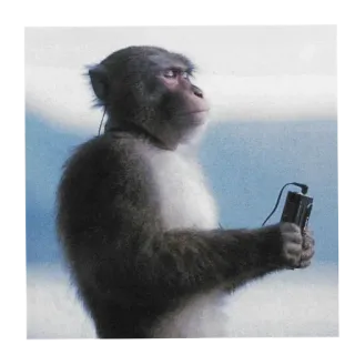 🎧 singe, musique, lecteur mp3, casque audio, animal, primate telegram sticker