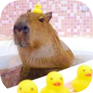🐥 capybara telegram sticker
