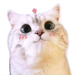 😹 kot, kociak, słodki, zwierzę, zwierzę domowe, kwiat telegram sticker