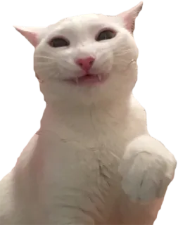 😊 cat, white cat, animal, pet, cute, funny telegram sticker