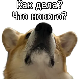 Маффин корги whatsapp stickers