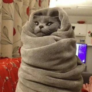 🤕 猫, 毛布, 可愛い, 動物, グレー, 包まれた, 居心地の良い, 面白い telegram sticker