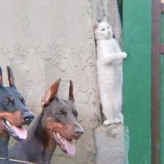 🐈 gato, cães, animais, animais de estimação, dobermanns telegram sticker