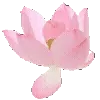 🌸
