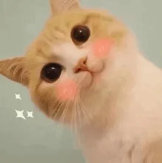 ⚡️ gato, lindo, mascota, animal, gatito, felino, gato doméstico, kawaii telegram sticker