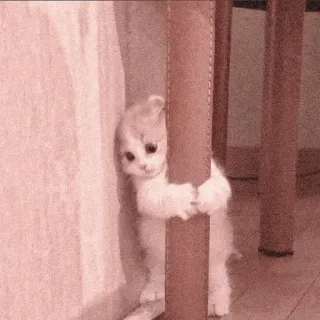 🐈 Kätzchen, Katze, süß, Tier, kawaii, Haustier whatsapp sticker