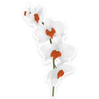 🌼 flower, orchid, white, floral, plant, bloom telegram sticker