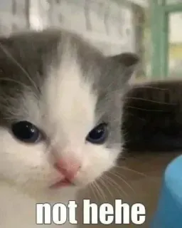 😾 not hehe котёнок, кот, милый, злой, мем whatsapp sticker