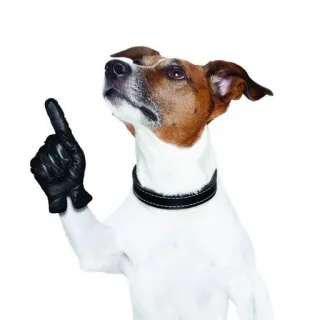 👆 dog, pointer, animal, glove, cute telegram sticker