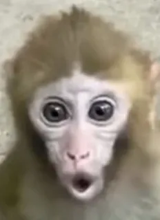 😯 aap, dier, zoogdier, primaat, wilde dieren, schattig, grappig, meme whatsapp sticker
