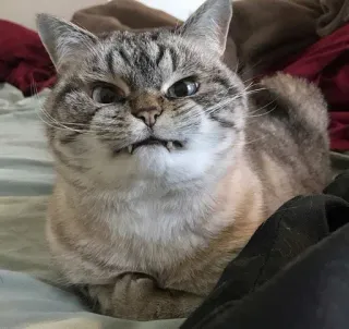 😡 gatto, animale, animale domestico, divertente, carino, felino, domestico telegram sticker