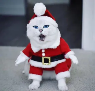🎅 кот, санта клаус, рождество, праздник, питомец, животное, праздничный, костюм telegram sticker